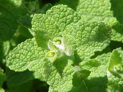 Mentha species Mint