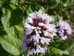 Mentha x piperita citrata Eau De Cologne Mint, Eau de Cologne Mint, Peppermint Mentha x piperita citrata Eau De Cologne Mint, Eau de Cologne Mint, Peppermint