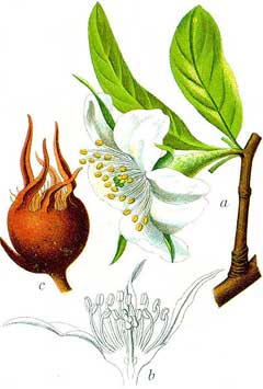 Mespilus germanica Medlar Mespilus germanica Medlar