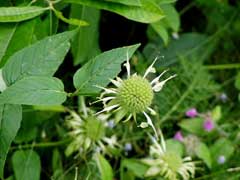 Monarda clinopodia White Basil-Balm, White bergamot Monarda clinopodia White Basil-Balm, White bergamot
