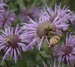 Monarda menthifolia Mint-Leaved Bergamot, Mintleaf bergamot