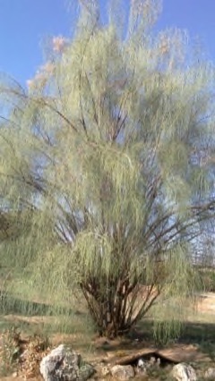 Moringa peregrina Moringa
