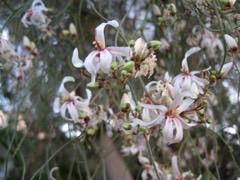 Moringa peregrina Moringa