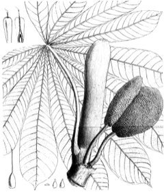 Musanga cecropioides Corkwood Musanga cecropioides Corkwood
