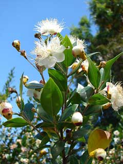 Myrtus communis Myrtle, Foxtail Myrtle