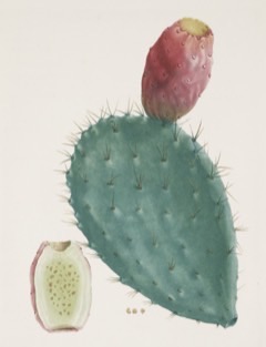 Nopalea cochenillifera Cochineal plant.