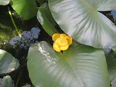 Nuphar advena Common Spatterdock, Yellow pond-lily, Varigated yellow pond-lily Nuphar advena Common Spatterdock, Yellow pond-lily, Varigated yellow pond-lily