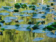 Nuphar polysepala Spatterdock, Rocky Mountain pond-lily Nuphar polysepala Spatterdock, Rocky Mountain pond-lily