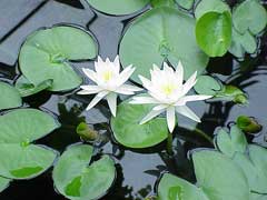 Nymphaea odorata Fragrant Water Lily, American white waterlily Nymphaea odorata Fragrant Water Lily, American white waterlily