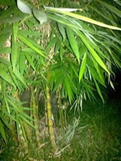Ochlandra spp. Elephant grass, Clumping Bamboo Ochlandra spp. Elephant grass, Clumping Bamboo
