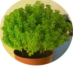 Ocimum minimum Bush Basil