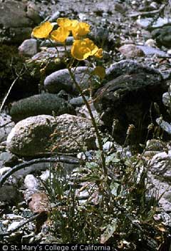 Oenothera brevipes Golden Suncup Oenothera brevipes Golden Suncup