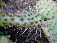 Opuntia howeyi Opuntia howeyi