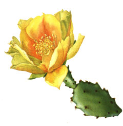 Opuntia humifusa Eastern Prickly Pear