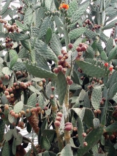 Opuntia tomentosa Velvet prickly pear, Woollyjoint Pricklypear