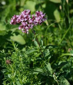Origanum vulgare Oregano, Pot Marjoram