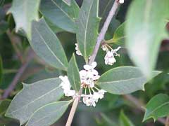 Osmanthus heterophyllus Holly Olive, Holly osmanthus, Chinese Holly, Holly Tea Olive, False  Holly