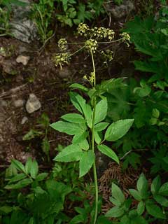 Osmorhiza occidentalis Western Sweet-Cicely, Western sweetroot