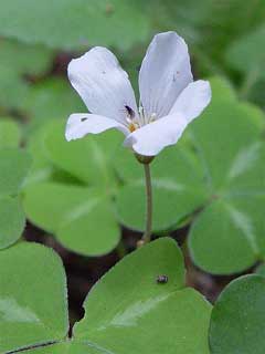 Oxalis oregana Redwood Sorrel