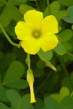 Oxalis pes-caprae Bermuda Buttercup Oxalis pes-caprae Bermuda Buttercup
