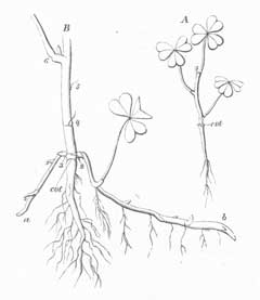 Oxalis stricta Yellow Wood Sorrel, Common yellow oxalis, Common Yellow Wood Sorrel, Oxalis