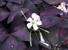 Oxalis triangularis Oxalis Oxalis triangularis Oxalis