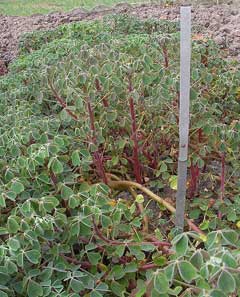 Oxalis tuberosa Oca