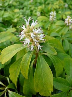 Pachysandra terminalis Japanese Spurge, Japanese pachysandra, Pachysandra Pachysandra terminalis Japanese Spurge, Japanese pachysandra, Pachysandra