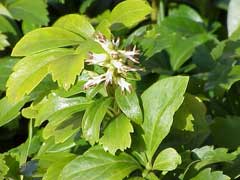 Pachysandra terminalis Japanese Spurge, Japanese pachysandra, Pachysandra Pachysandra terminalis Japanese Spurge, Japanese pachysandra, Pachysandra