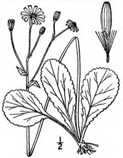 Packera obovata Roundleaf ragwort