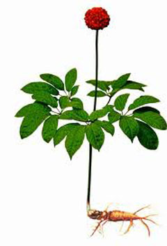 Panax pseudoginseng notoginseng San Qi