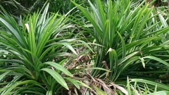 Pandanus amaryllifolius Fragrant Pandan Pandanus amaryllifolius Fragrant Pandan