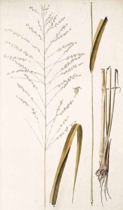 Panicum maximum Guinea grass. Green panic grass