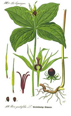 Paris quadrifolia Herb Paris Paris quadrifolia Herb Paris