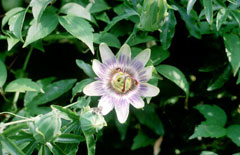 Passiflora caerulea Passion Flower, Bluecrown passionflower, Blue Passion Flower Passiflora caerulea Passion Flower, Bluecrown passionflower, Blue Passion Flower