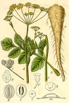 Pastinaca sativa Parsnip, Wild parsnip Pastinaca sativa Parsnip, Wild parsnip