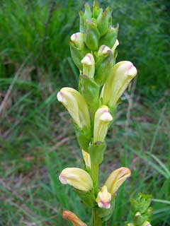 Pedicularis sceptrum carolinum Lousewort Pedicularis sceptrum carolinum Lousewort