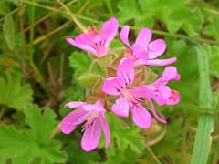 Pelargonium capitatum Rose-Scented Geranium Pelargonium capitatum Rose-Scented Geranium