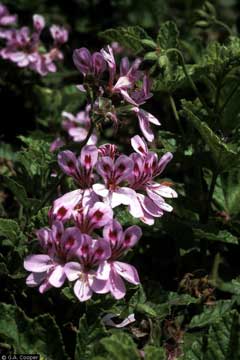 Pelargonium radens Rasp-leaf pelargonium Pelargonium radens Rasp-leaf pelargonium