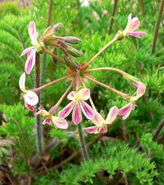 Pelargonium triste Pelargonium triste