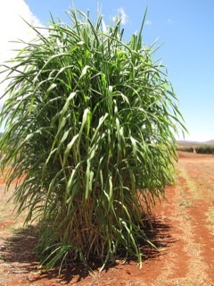 Pennisetum purpureum Napier grass. Elephant grass Pennisetum purpureum Napier grass. Elephant grass