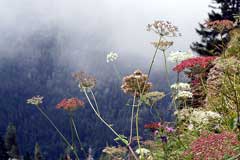 Peucedanum ostruthium Masterwort