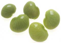 Phaseolus lunatus Lima Bean, Sieva bean