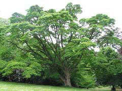Phellodendron amurense Amur Cork Tree, Chinese Corktree Phellodendron amurense Amur Cork Tree, Chinese Corktree