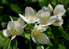 Philadelphus lewisii Mock Orange, Lewis