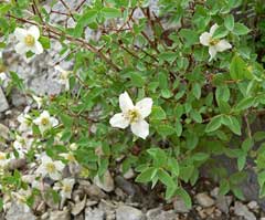 Philadelphus microphyllus Littleleaf Mock Orange Philadelphus microphyllus Littleleaf Mock Orange