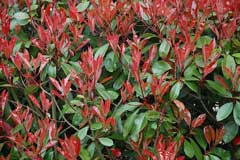 Photinia x fraseri Red Tip Photinia, Fraser Photinia