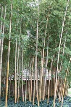 Phyllostachys edulis Moso-Chiku, Tortoise shell bamboo Phyllostachys edulis Moso-Chiku, Tortoise shell bamboo