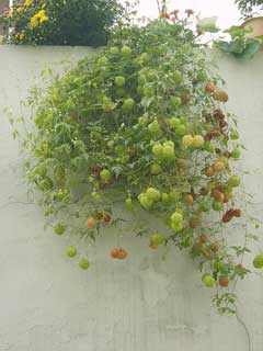 Physalis alkekengi franchetii Winter Cherry Physalis alkekengi franchetii Winter Cherry