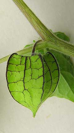Physalis pubescens Ground Cherry, Husk tomato Physalis pubescens Ground Cherry, Husk tomato